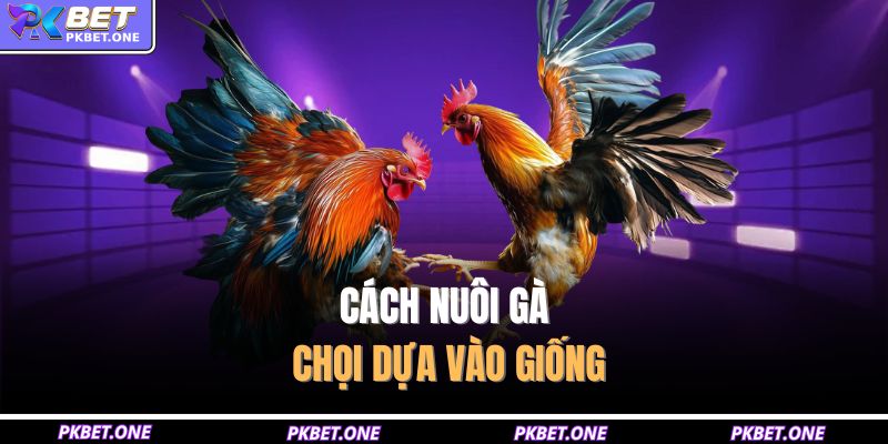 Cách nuôi gà chọi dựa vào giống