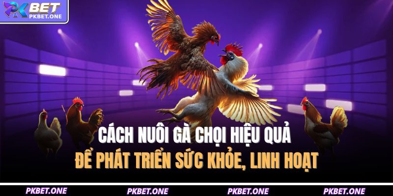 Cách nuôi gà chọi
