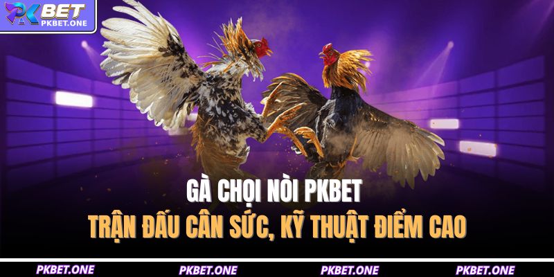Gà chọi nòi PKBET