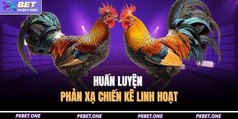 Huấn luyện phản xạ chiến kê linh hoạt