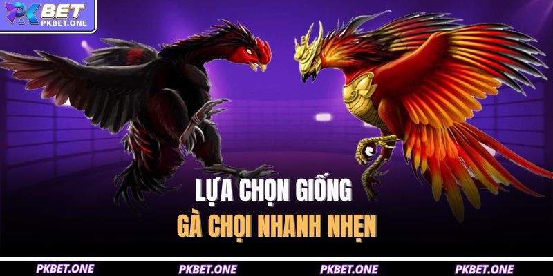 Lựa chọn giống gà chọi nhanh nhẹn