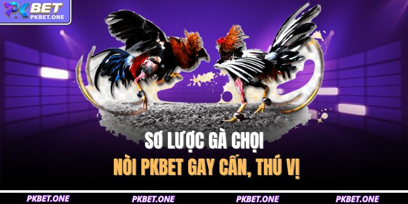 Sơ lược gà chọi nòi PKBET gay cấn, thú vị