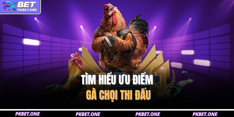 Tìm hiểu ưu điểm gà chọi thi đấu